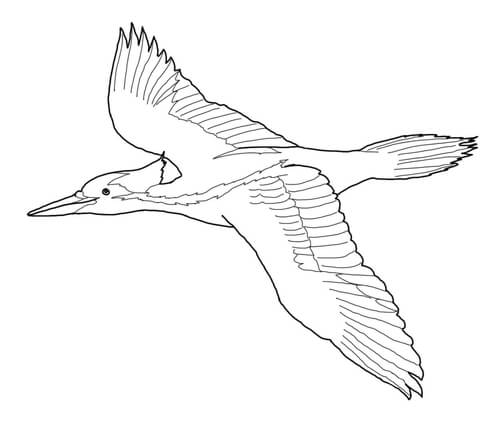 Ivory Billed Woodpecker Coloring Page